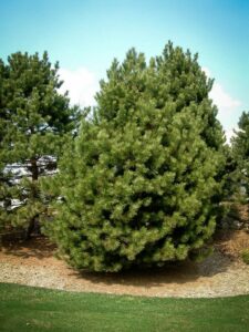 Сосна Чёрная (Pinus Nigra) купить по цене от 270.00р. в интернет-магазине «Посадика» с доставкой почтой в в Химкие и по всей России – [изображение №1].