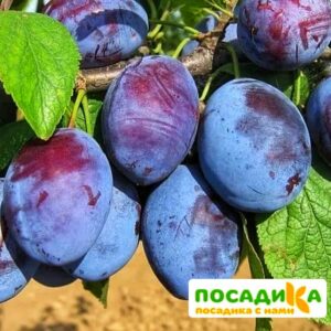 Слива Чачакская ранняя купить по цене от 229.00р. в интернет-магазине «Посадика» с доставкой почтой в в Химкие и по всей России – [изображение №1].