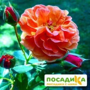 Роза Арабия купить по цене от 350.00р. в интернет-магазине «Посадика» с доставкой почтой в в Химкие и по всей России – [изображение №1].