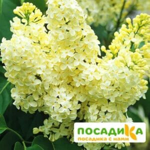 Сирень Примроуз (Primrose) купить по цене от 529.00р. в интернет-магазине «Посадика» с доставкой почтой в в Химкие и по всей России – [изображение №1].