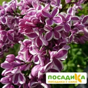 Сирень Сенсация купить по цене от 529.00р. в интернет-магазине «Посадика» с доставкой почтой в в Химкие и по всей России – [изображение №1].