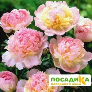 Пион Распберри Сандей (Paeonia Raspberry Sundae) купить по цене от 959р. в интернет-магазине «Посадика» с доставкой почтой в в Химкие и по всей России – [изображение №1].