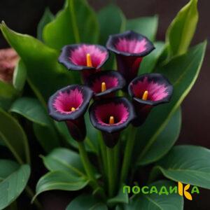 Калла Аура Лейс купить по цене от 400р. в интернет-магазине «Посадика» с доставкой почтой в в Химкие и по всей России – [изображение №1].