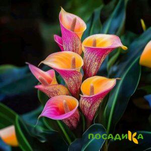 Калла Оникс купить по цене от 450р. в интернет-магазине «Посадика» с доставкой почтой в в Химкие и по всей России – [изображение №1].