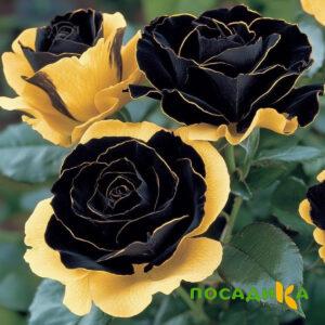 Роза Ханни Сикл купить по цене от 700р. в интернет-магазине «Посадика» с доставкой почтой в в Химкие и по всей России – [изображение №1].