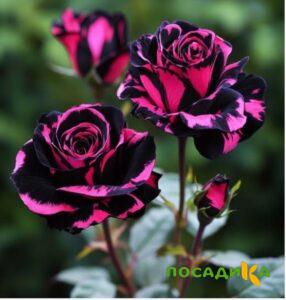 Роза Багровый Шепот купить по цене от 366р. в интернет-магазине «Посадика» с доставкой почтой в в Химкие и по всей России – [изображение №1].