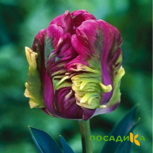 Тюльпан Экзотик Хэвен купить по цене от 186р. в интернет-магазине «Посадика» с доставкой почтой в в Химкие и по всей России – [изображение №1].