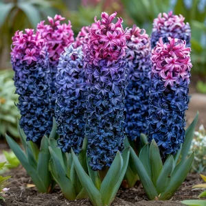 Гиацинт Блю Спринг купить по цене от 2099р. в интернет-магазине «Посадика» с доставкой почтой в в Химкие и по всей России – [изображение №1].